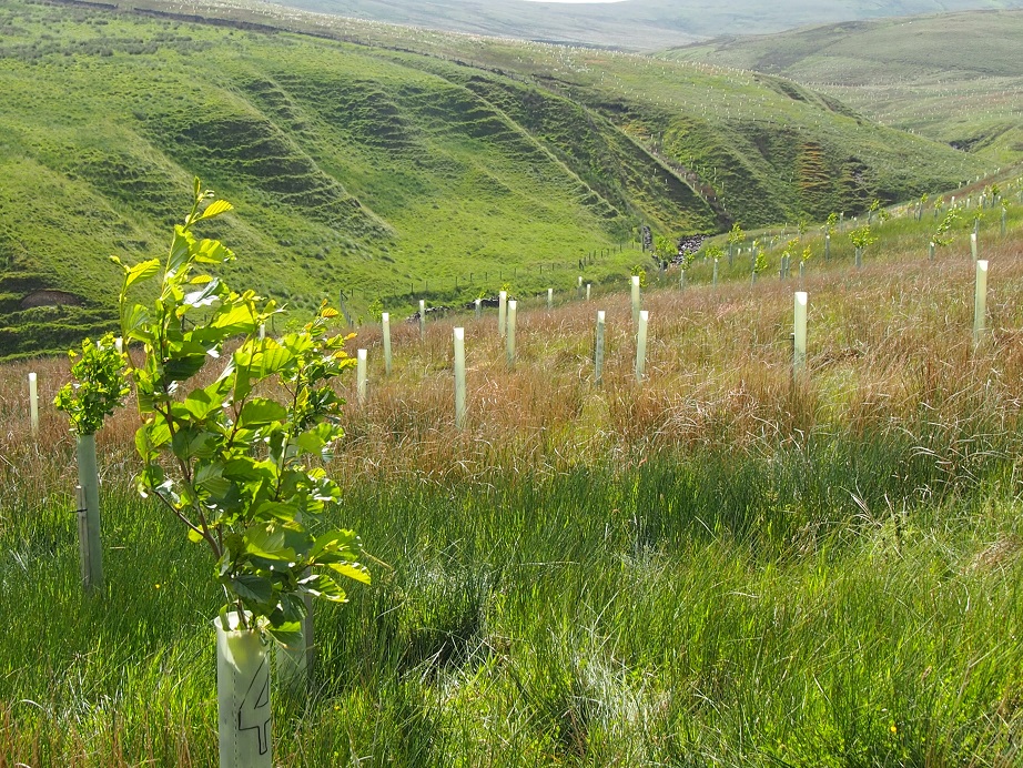 Tree planting on Tebay Common