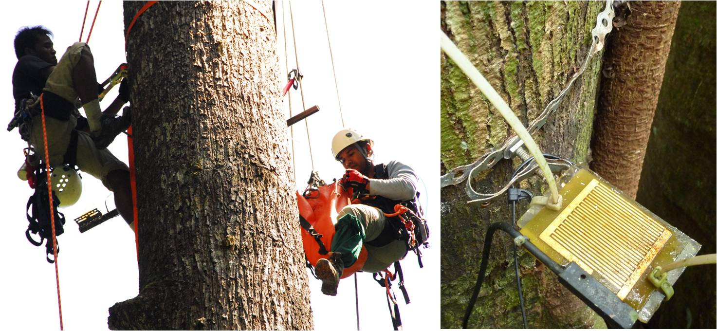 Installing Campbell Sci. Ltd Model 237 
Leaf Wetness Sensors (right) on a rainforest tree, Baru catchment